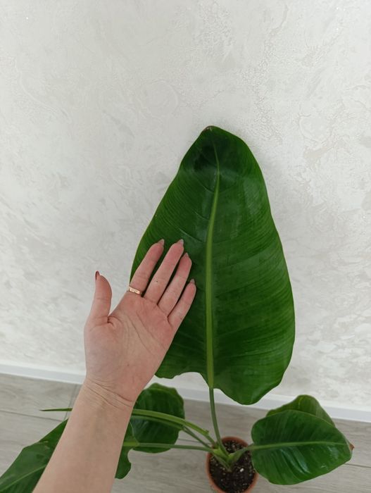 Шикарная Стрелиция