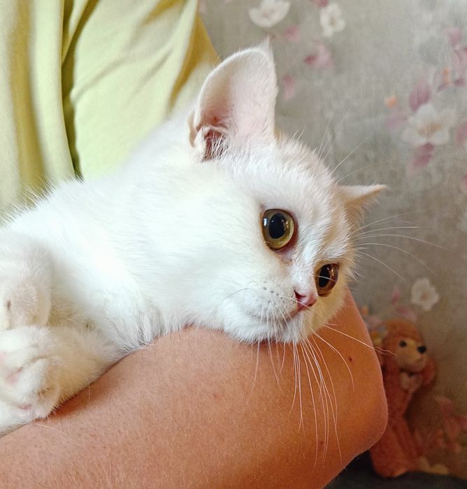 Скотиш страйт, мальчик