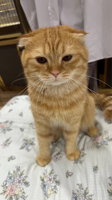 Продам Скоттиш фолд