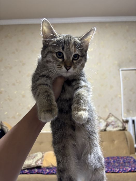 Отдам котят в хорошие руки,котятам по 3 месаца отдам даром с лотком.