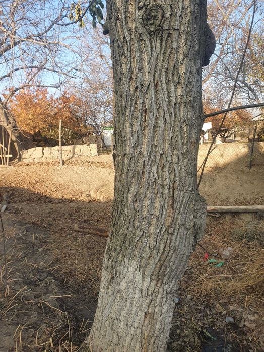 Yong‘oq daraxti sotiladi