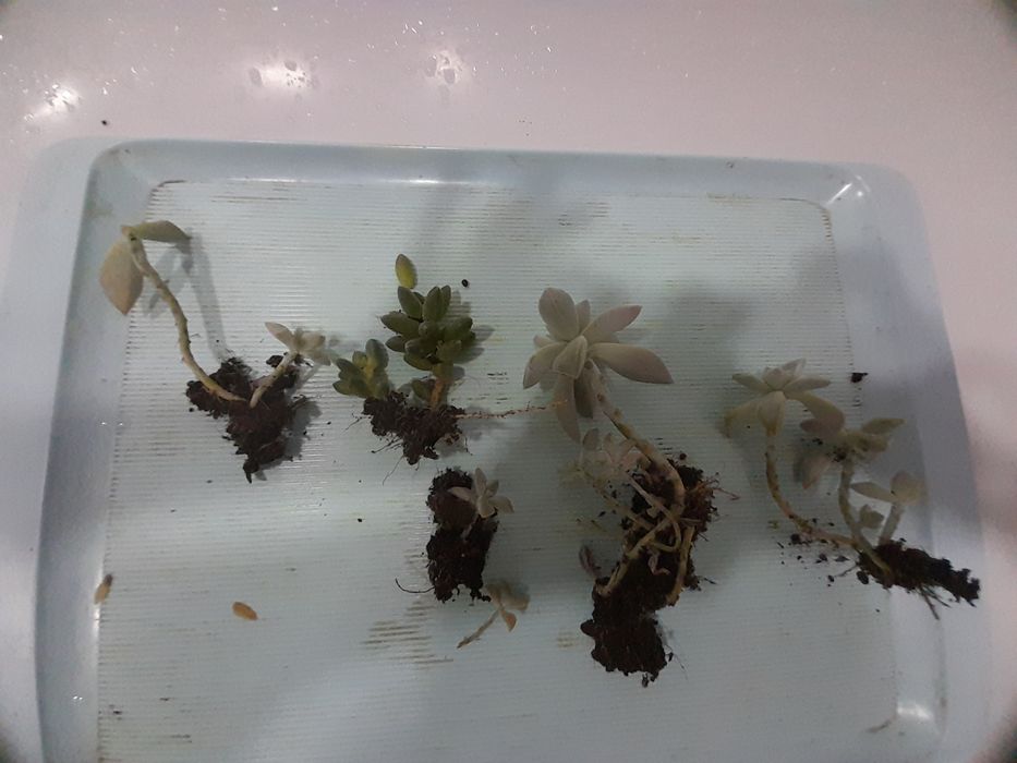 Суккуленты отдам бесплатно