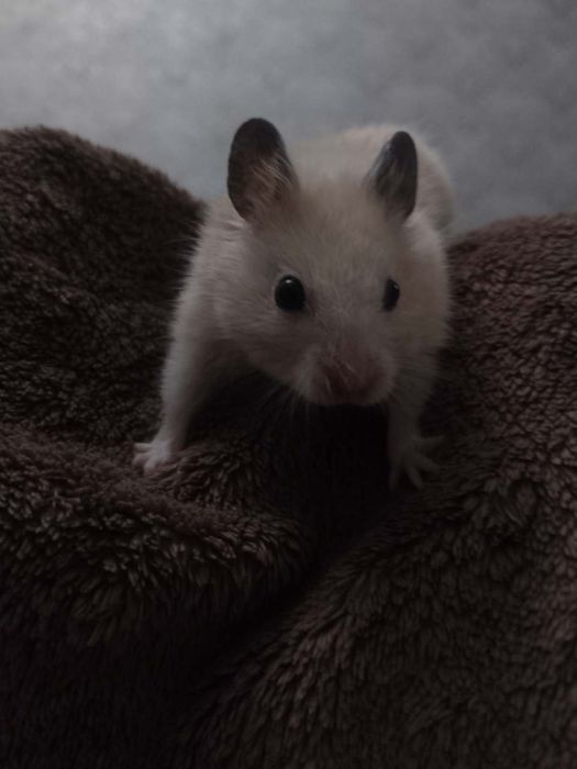 Хомяком, отдам бесплатно в добрые руки
Он маленький, забавный и с