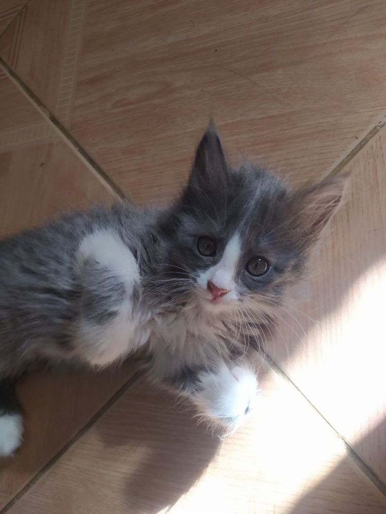Отдаю котят в добрые руки!