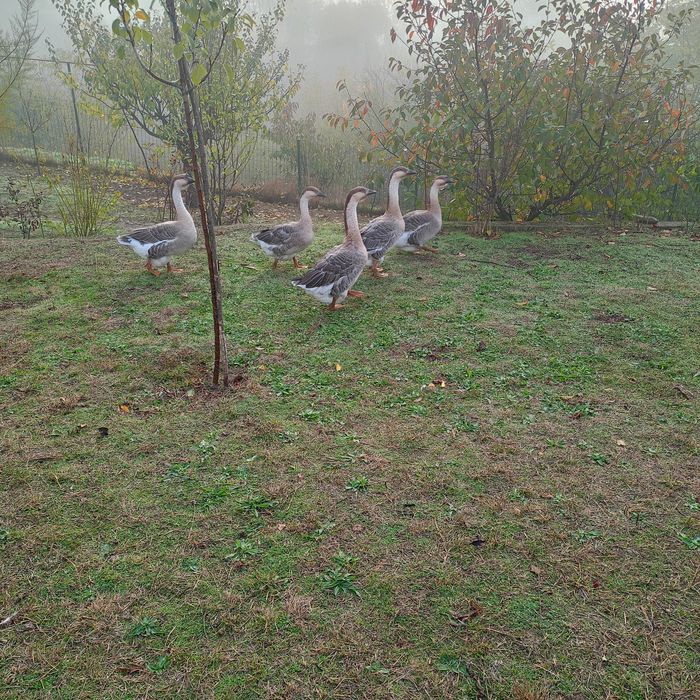 Gâscani leșești,1 de 2023 și unul 2025