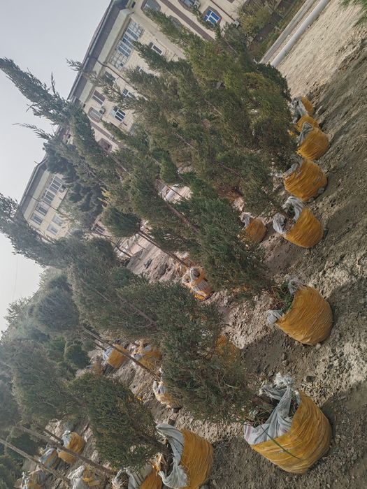 Manzarali daraxtlar gullar sotuvda