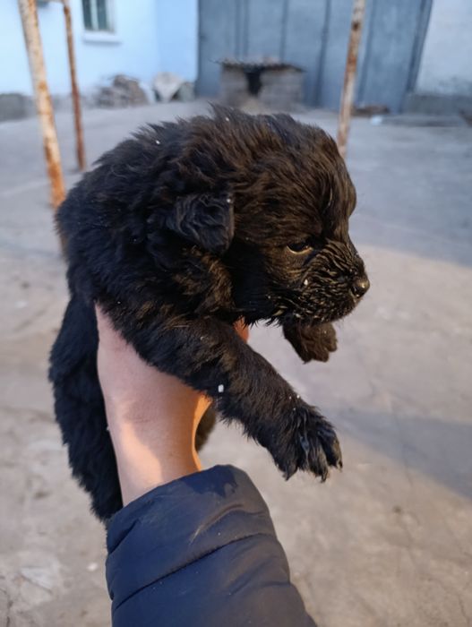 Щенки (питбуль).