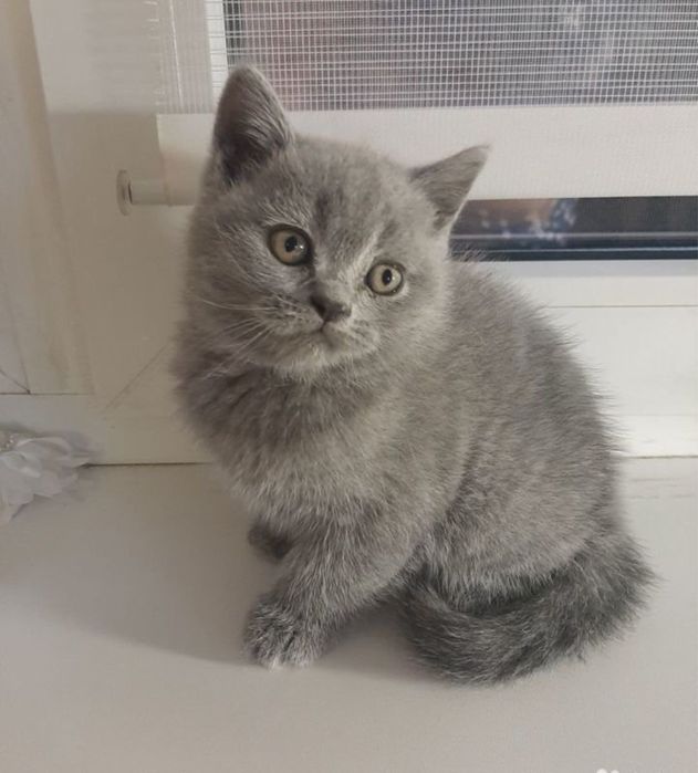 Московский скоттиш-страйт