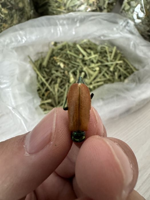 Алтын коныз майский жук зоооолотой