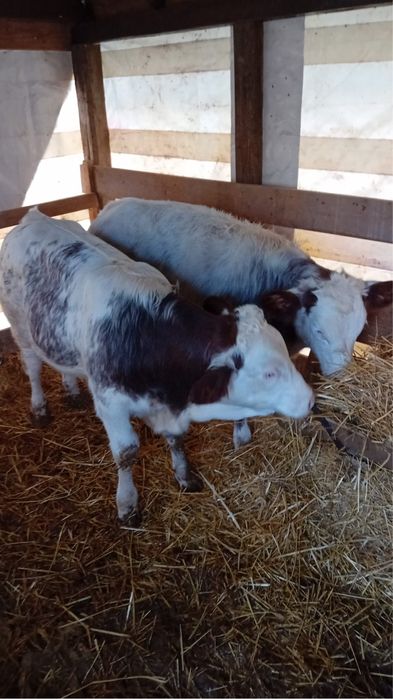 Vand un vitel si o vitea de belga