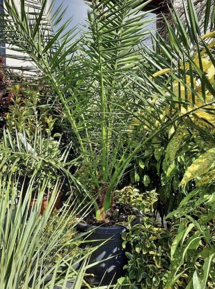 Plante ornamentale