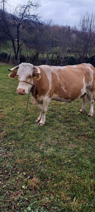Vand vaca in vârstă de 9 ani