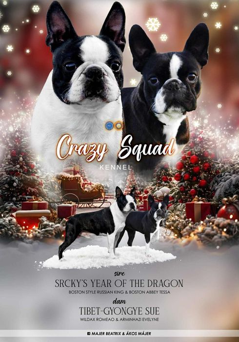 Boston Terrier cu pedigree