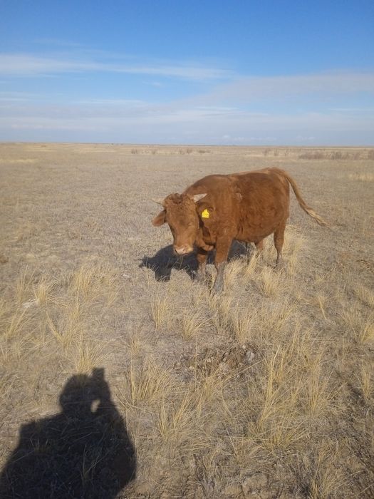 Продается бычок.