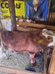 Vitelusa vaca baltata romaneasca  rasa pura