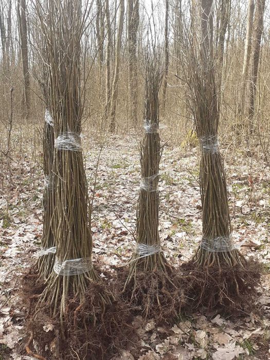 Puiete De Arbori : Tei / Mesteacan  / Paltin / Puieti Forestieri