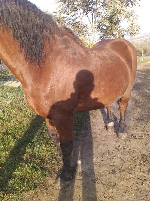 Iapa de vanzare foarte blândă