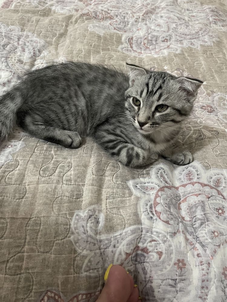 вислоухий кот  2мес продаётся