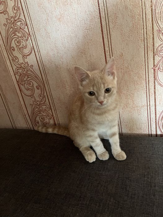 От дам котенка мальчик рыжий