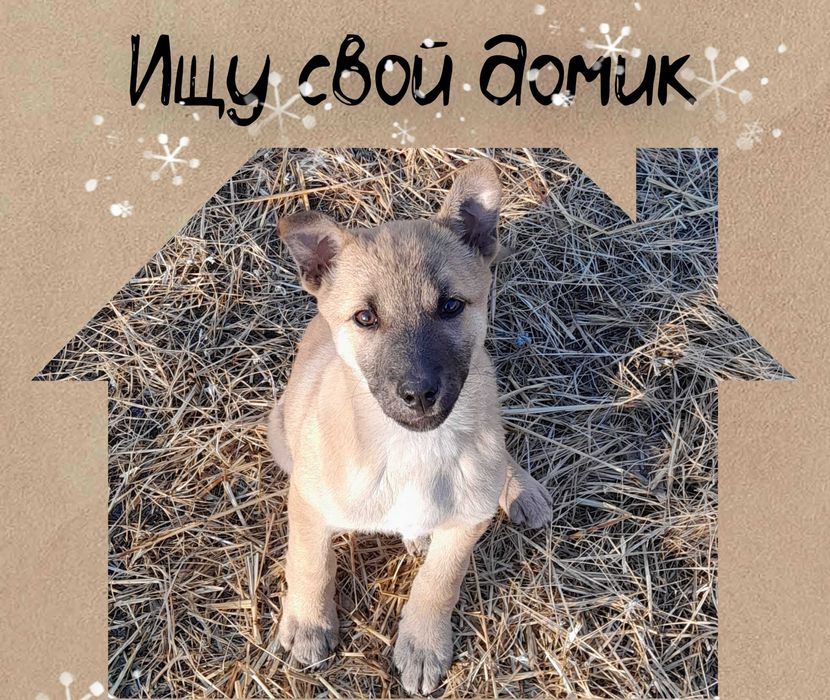 Щеночек ищет дом