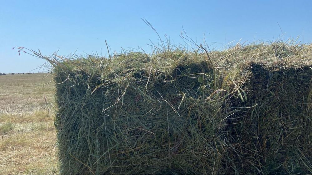 Сено луговое разнотравье