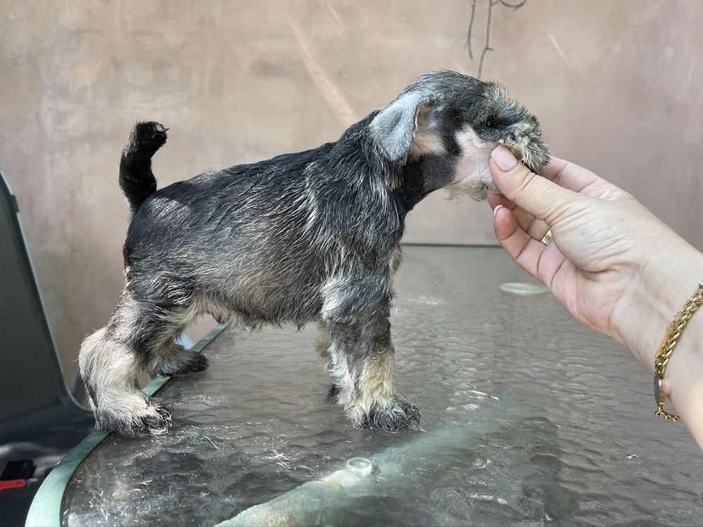 Schnauzer pitic cu pedigree