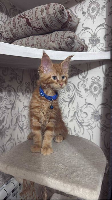 Котенок мейн-кун 2 месяца мальчик