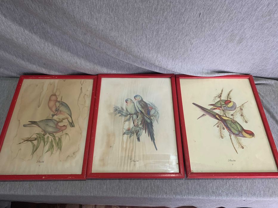 стари  три Цветни литографии Папагали Печат