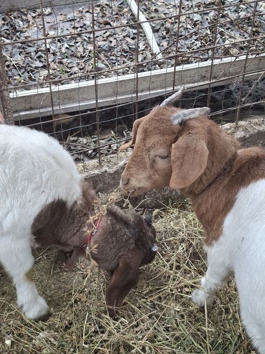 Ieduțe din rasa boer și un țap rasa saanen    1500 toate tre