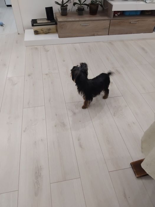 Йорки териер и Йорк териер мини