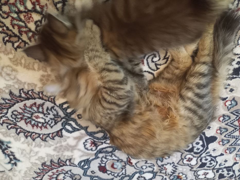 Породистая Кошка с котёнком бесплатно