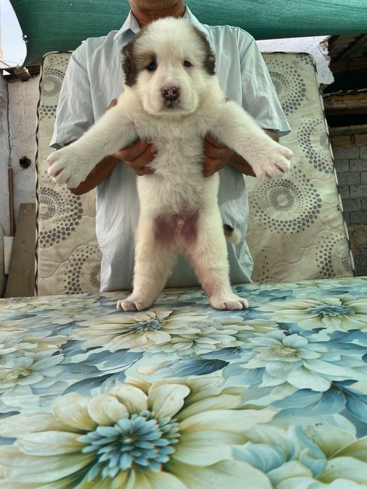 Щенок Алабая ( Супер Гигант )