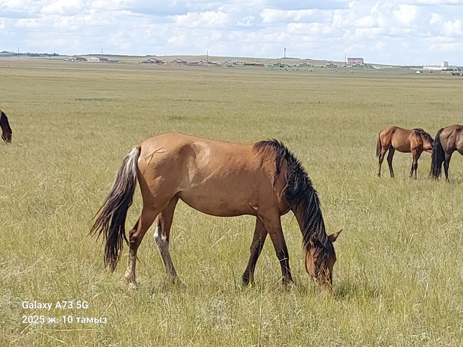 Продам байтал или обмен на машину с табуна