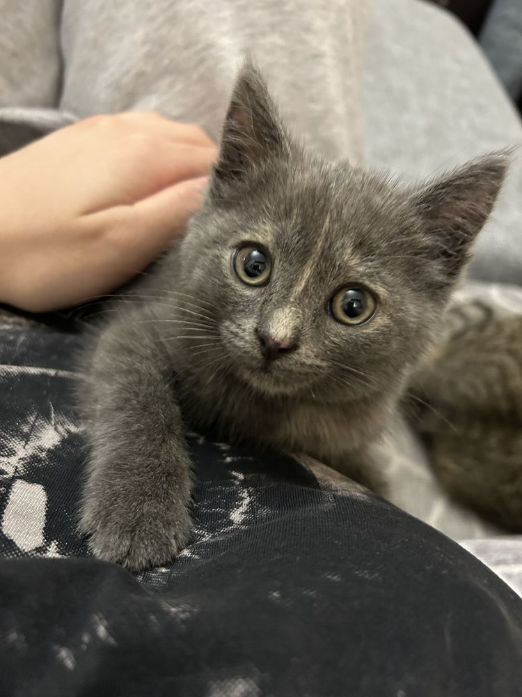 котенок девочка дымчатая