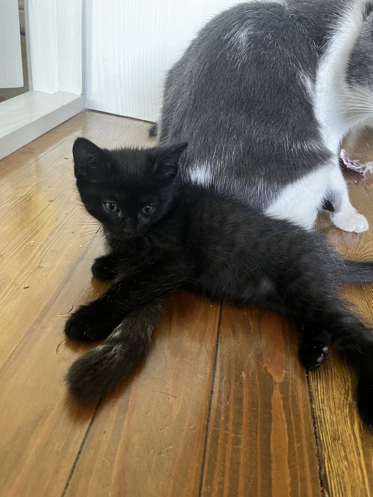 Котята черные 2 месяца