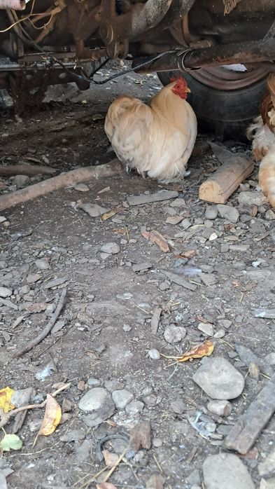 Cocoșel cochinchina pitic