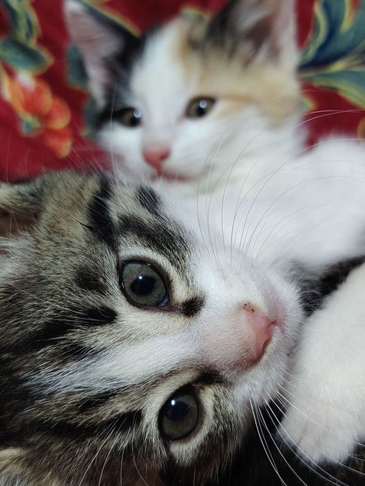 Отдам котят в добрые руки