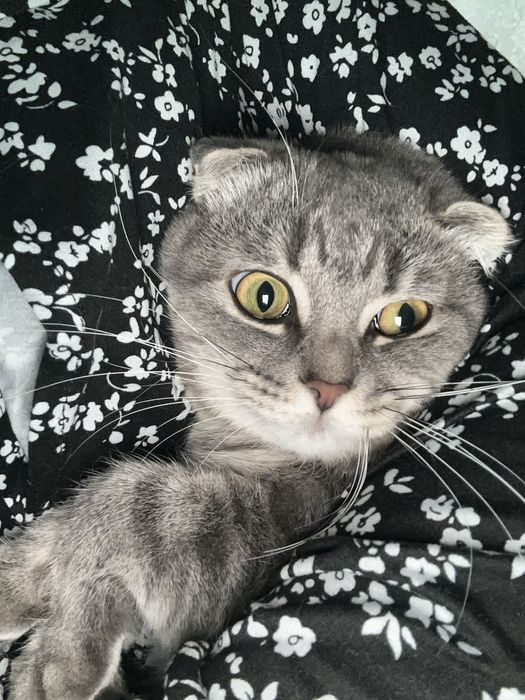 Отдам кота в хорошие руки