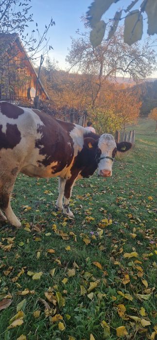 Vând o vaca din cele doua!
