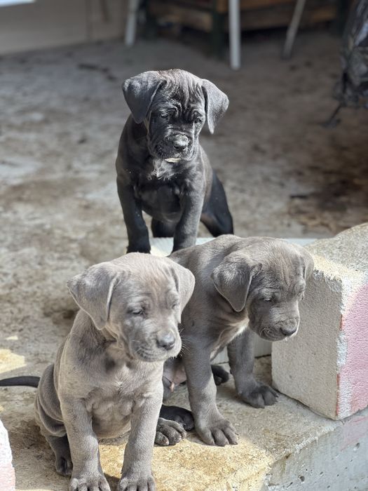 Кане Корсо/Cane Corso