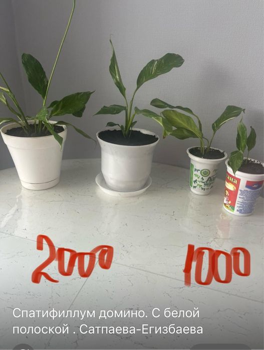 Продам саатифилум домино, алое и др