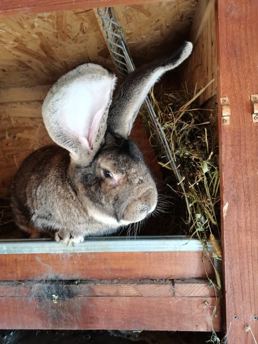 Mascul urias german gri