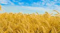 Земля пашня под пшеницу 500 Гектар