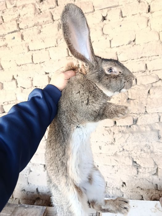 Quyon zotli qoni toza paroda FLANDER SAMECH ERKAK