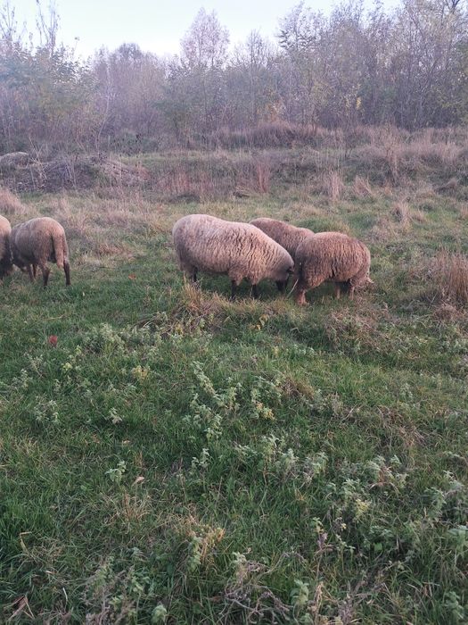 Vand oi și berbecuți metiș sulfok