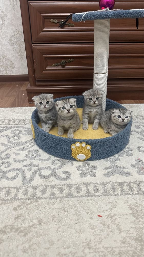 Продается котята