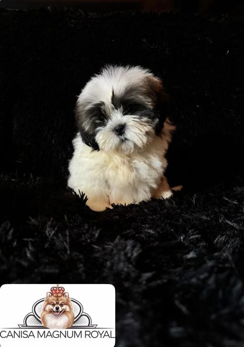 ShihTzu mini toy