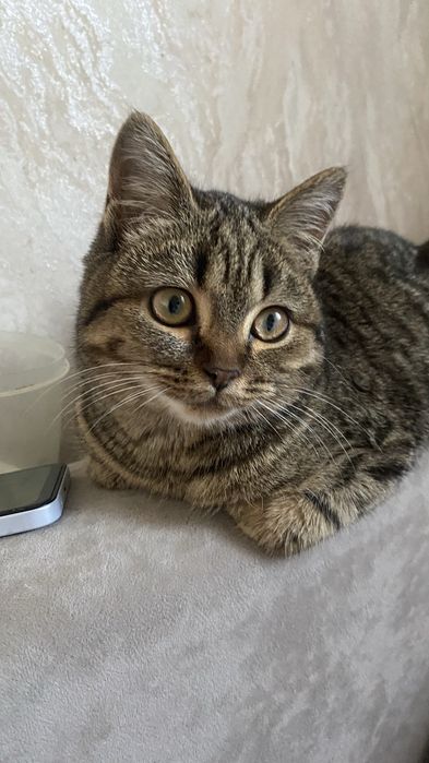 Девочка котенок 5 мес Пришахтинск