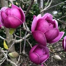 Magnolia black tulip
