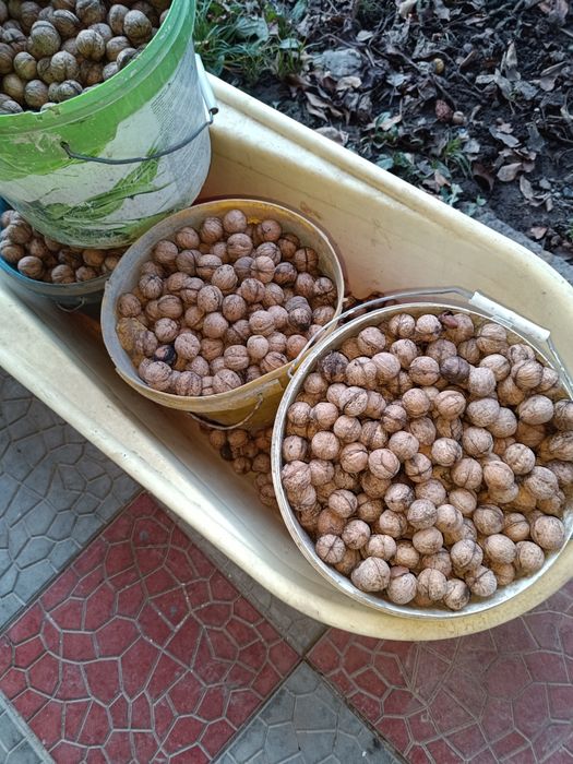 Грецкие орехи местные тонкокорые